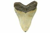 Serrated, Fossil Megalodon Tooth - North Carolina #298940-1